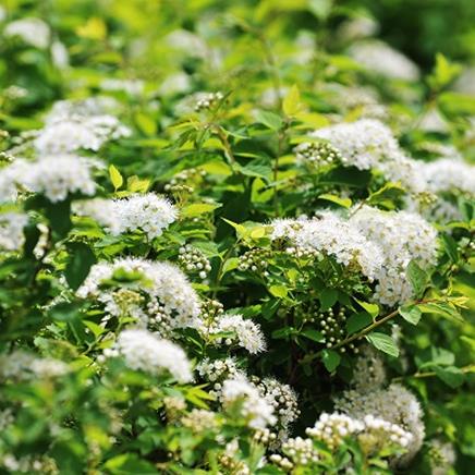 Natural active Meadowsweet